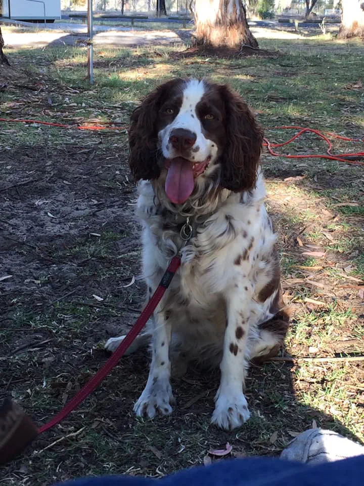 Bentley, my springer spaniel and walking partner